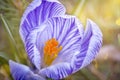 Macro of a beautiful purple crocuses Royalty Free Stock Photo