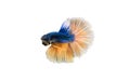Macro the beautiful small siam betta fish with white isolate background Royalty Free Stock Photo