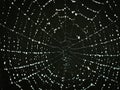 A macro of a beautiful spiders net in front of a black background with sparkling raindrops