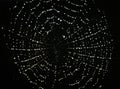 A macro of a beautiful spiders net in front of a black background with sparkling raindrops