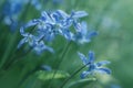 Macro of beautiful spring flowers - blue wood squill