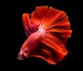 Macro beautiful tail of red fish Royalty Free Stock Photo