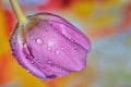 Macro tulips with dew drops