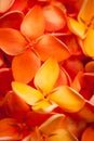 Macro of beautiful vibrant Ixora flowers