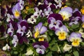 Macro of beautiful viola and yellow tricolor pansy Royalty Free Stock Photo