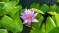 Macro beautiful water lily or lotus flower in pond at morning time Royalty Free Stock Photo