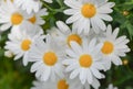 Macro of beautiful white daisies flowers Royalty Free Stock Photo