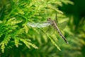 Macro beautiful young black-tailed skimmer Orthetrum cancellatum female on striped leaves of Thuja plicata Zebrina Royalty Free Stock Photo