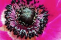 Macro and beauty of detail in nature photography. Inflorescence of blooming Anemone flower with petals and stamens.