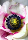 Macro and beauty of detail in nature photography. Inflorescence of blooming Anemone flower with petals and stamens.