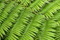 Macro of Beautyful leaf of fern Royalty Free Stock Photo