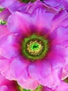 Macro of a beaver tail cactus flower