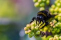 Macro of Bee collec nectar from blooming yellow flower, mahonia. Bright summer spring background, copy space Royalty Free Stock Photo