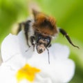 a macro of a bee collecting the nectar of a flower Royalty Free Stock Photo