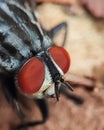 Macro of bee eye, bee, insects, insect eye, red eye, eyes, macro of nature