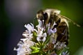 Honey bee collecting nectar on mint flower Royalty Free Stock Photo