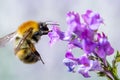 Macro of bee on flower Royalty Free Stock Photo