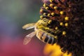 Macro of Bee on Flower