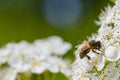 Macro Bee On Flowers Royalty Free Stock Photo