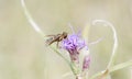 Macro of Bee Fly Perched on Flower Getting Nectar