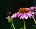 Macro of a bee flying over a pink flower on a dark background Royalty Free Stock Photo