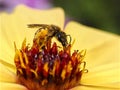 Bee feeding on yellow dahlia Royalty Free Stock Photo