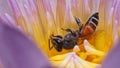 Macro of bee in lotus flower Royalty Free Stock Photo