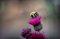 Macro of a bee perched on a purple thistle flower Royalty Free Stock Photo