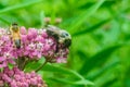 Macro Bee on Pink Flowers Royalty Free Stock Photo