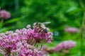 Macro Bee on Pink Flowers Royalty Free Stock Photo