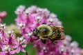Macro Bee on Pink Flowers Royalty Free Stock Photo