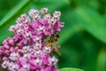 Macro Bee on Pink Flowers Royalty Free Stock Photo