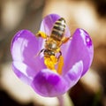 Macro of bee pollinate crocus Royalty Free Stock Photo