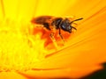 Macro bee pollinating on a yellow flower