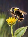 macro of bee sited on a yellow flower, destruction of bees on earth, repopulation needed urgently