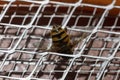 Macro bee sting Royalty Free Stock Photo