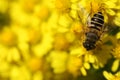 Macro bee on wild yellow daisy flowers Royalty Free Stock Photo