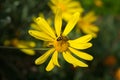 Macro of bee on the wild yellow flower Royalty Free Stock Photo