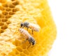 Macro bees on honeycomb studio shoot and isolated on white Royalty Free Stock Photo