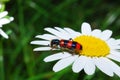 Macro beetle on a flower