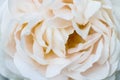 Macro of a beige colored rose