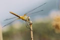 Common darter yellow dragonfly Royalty Free Stock Photo