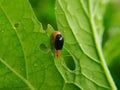 Macro of a bicolor leaf beetle perched on a green leaf with visible bite marks and natural water droplets Royalty Free Stock Photo