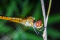 Macro Big dragonfly on stick bamboo in forest at thailand Royalty Free Stock Photo