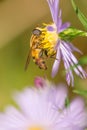 Macro of big flower fly species helophilus with great detail on wildflower in the Crex Meadows Wildlife Area in Northern Wiscons