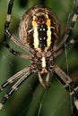 Big female spider lurking Royalty Free Stock Photo