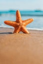 Macro big orange starfish on the seashore