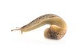 Macro of big Slug isolated on white Royalty Free Stock Photo