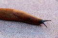 Macro of a big Spanish Slug  Arion vulgaris Royalty Free Stock Photo
