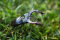 Macro of big stag beetle Lucanus cervus in attitude of combat over green forest background Royalty Free Stock Photo
